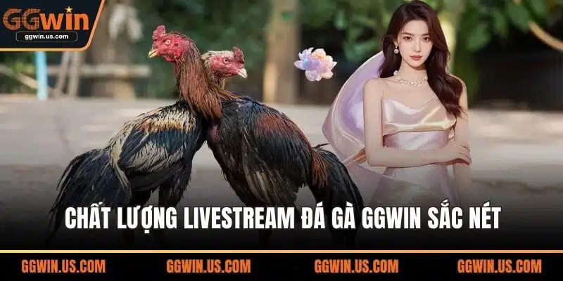 Chất lượng livestream đá gà GGWIN sắc nét