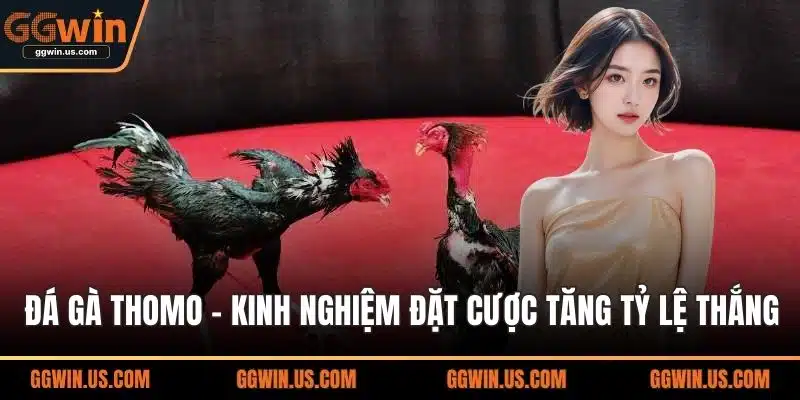 Đá gà Thomo