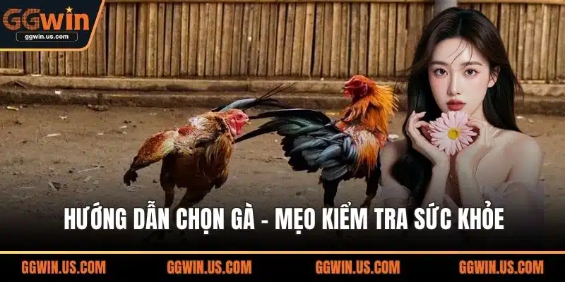 Hướng dẫn chọn gà đá