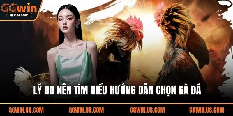 Lý do nên tìm hiểu hướng dẫn chọn gà đá