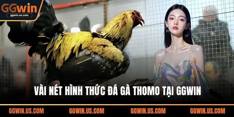 Vài nét hình thức đá gà Thomo tại GGWIN